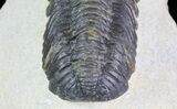 Bargain, Austerops Trilobite - Morocco #68604-4